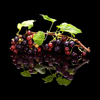 红醋栗,枝条,浆果,隔绝,黑色背景