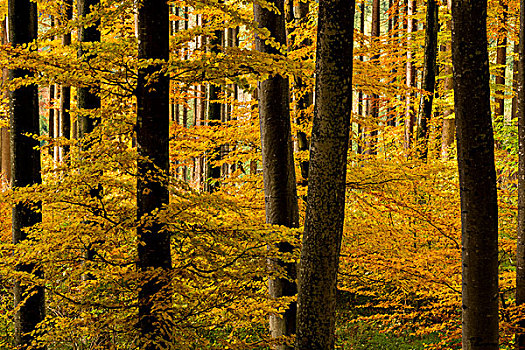 山毛榉,树,秋叶,树林,巴伐利亚,德国,欧洲