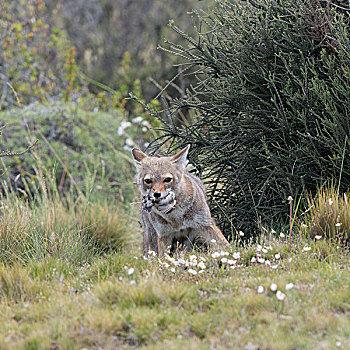 南美,灰色,狐狸,捕食,嘴,托雷德裴恩国家公园,巴塔哥尼亚,智利