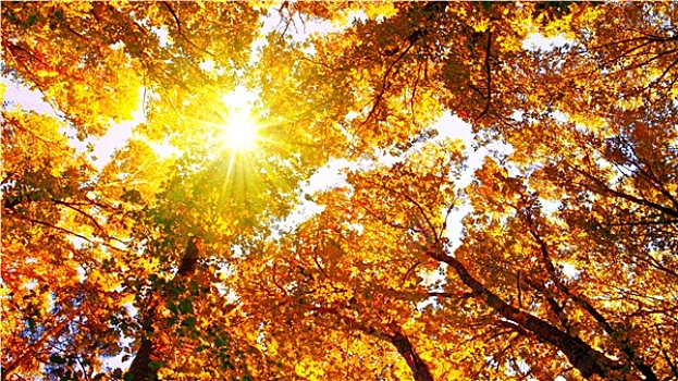 日出,秋日树林