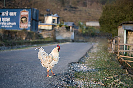 公鸡,道路,尼泊尔,波卡拉