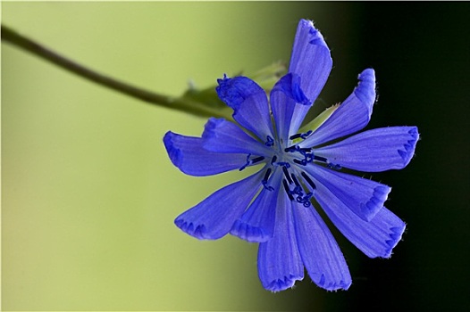 花,特写,蓝色