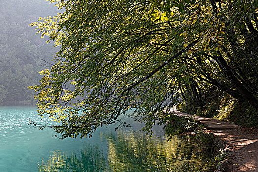 河边,小路,山毛榉树,十六湖国家公园,克罗地亚,欧洲