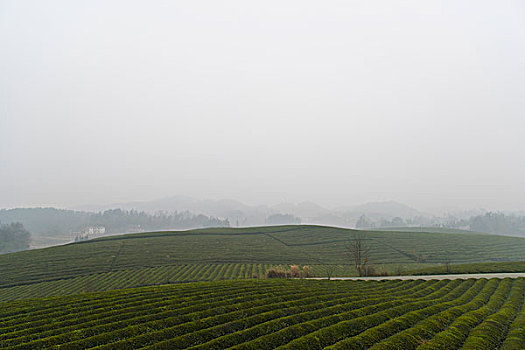 贵州省湄潭县万亩茶海