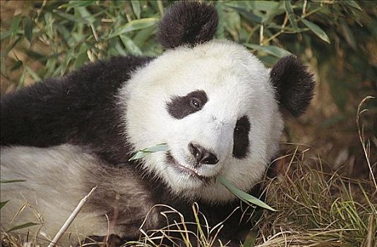 大熊猫,哺乳动物,吃,卧龙自然保护区,四川,中国,亚洲,动物