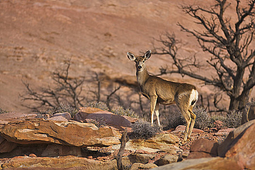 白尾鹿,站立,石头,峡谷地国家公园,犹他,美国
