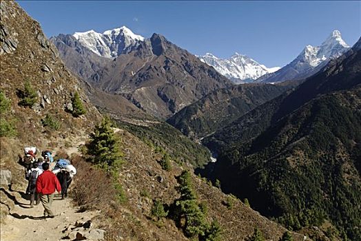 牦牛,山谷,萨加玛塔国家公园,尼泊尔