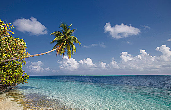 椰树,上方,热带,海洋,岛屿,阿里环礁,马尔代夫