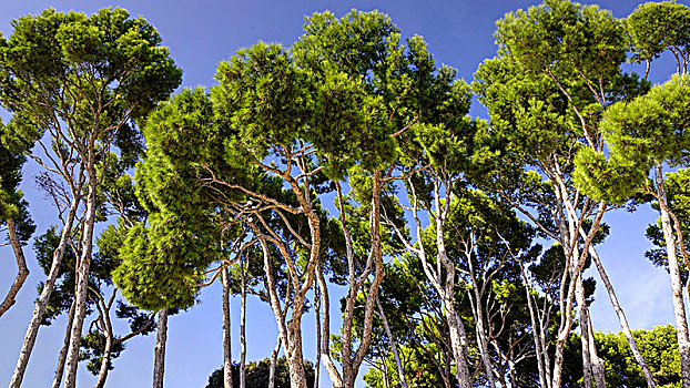 松树,帽,福门托,马略卡岛,巴利阿里群岛,西班牙