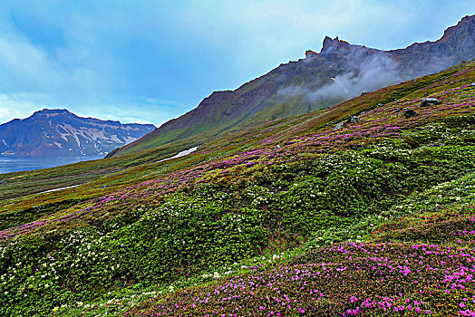 长白山天池高山花卉