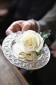 银,盘子,两个,婚戒,装饰,白色蔷薇