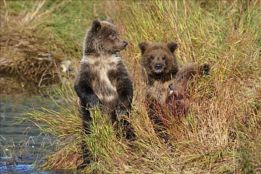 棕熊,三个,幼兽,等待,熊,布鲁克斯河,国家公园,阿拉斯加,美国