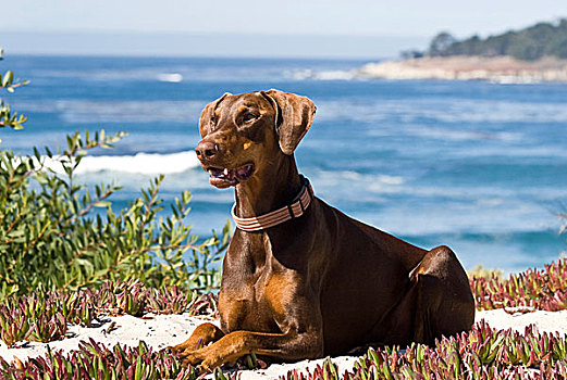 杜宾犬,躺着,白沙,蓝色,太平洋,海洋,背景,海滩,加利福尼亚
