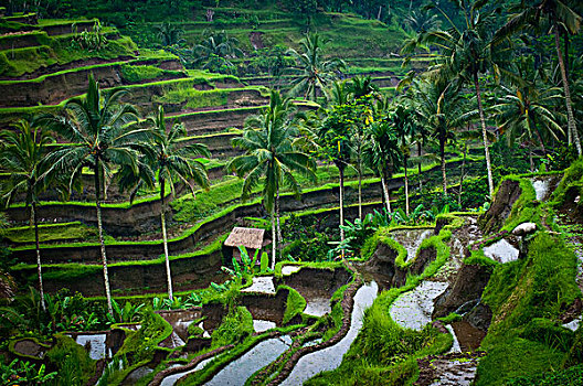 风景,稻米梯田,乌布,巴厘岛,印度尼西亚