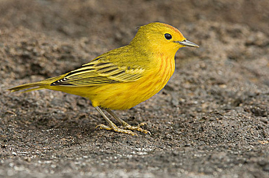 黄色,鸣禽,成年,雄性,佛罗里安娜,南太平洋
