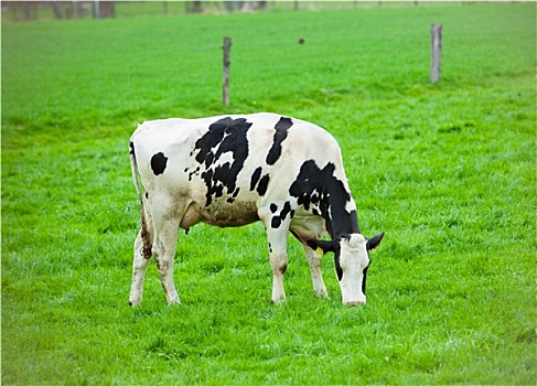 母牛,绿色,草地