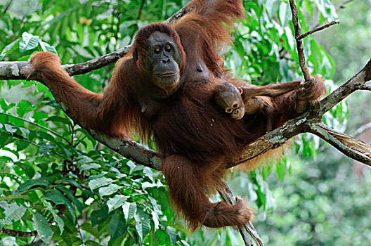猩猩,黑猩猩,树上,康复,中心,马来西亚