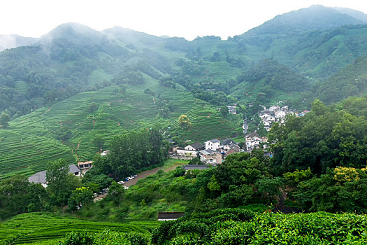 杭州龙井村茶山