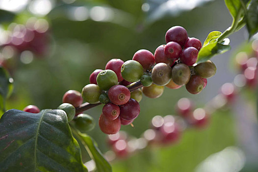 阿拉伯咖啡,咖啡,植物,水果