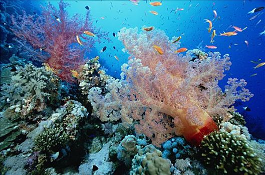 软珊瑚,珊瑚鱼,珊瑚,礁石,红海,埃及
