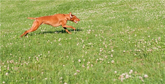 维希拉猎犬,狗,跑,草