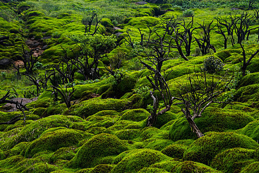 云冰山高山苔藓