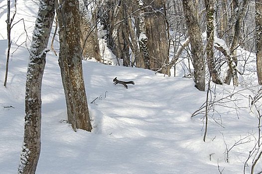北海道松鼠,跑,雪原