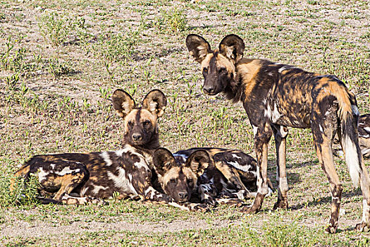 三个,非洲野狗,一个,站立,两个,躺下,脸,摄影,警惕,看,彩色,金发,黑色,白色,褐色,恩戈罗恩戈罗,保护区,坦桑尼亚