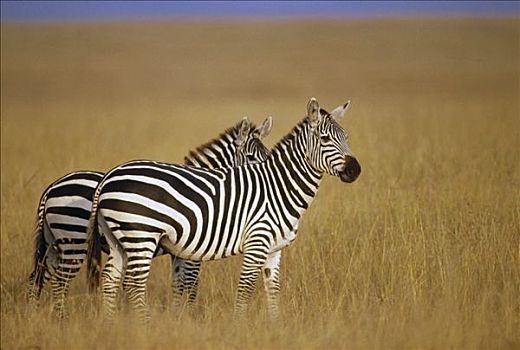 白氏斑马,斑马,一对,大草原,马赛马拉国家保护区,肯尼亚