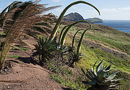 风吹,植物,东方,岛屿,马德拉岛,葡萄牙