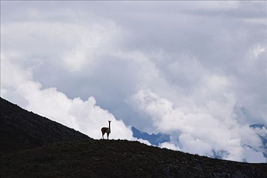 小羊驼,300米,警惕,领土,秘鲁