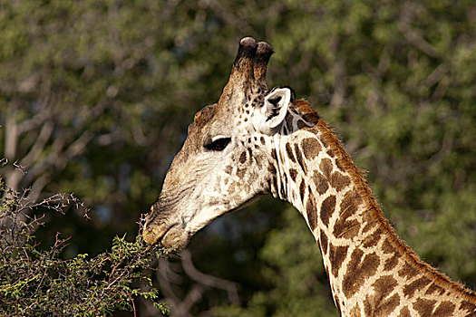 长颈鹿,浏览,奥卡万戈三角洲,博茨瓦纳
