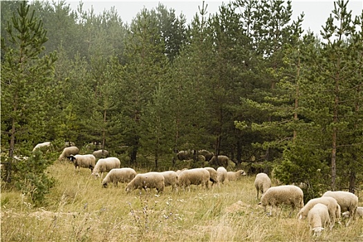 绵羊,放牧,树林