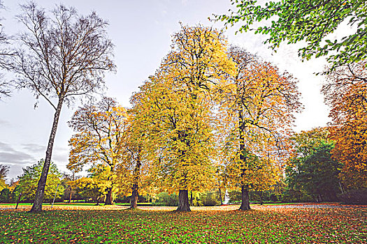 秋天风景,彩色,黄色,树,公园,秋天,叶子,地上