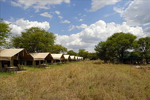 住宿,大草原,塞伦盖蒂国家公园,坦桑尼亚