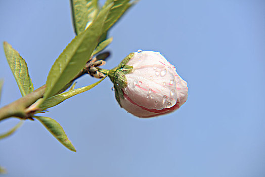 碧桃,千叶桃花,桃花,花骨朵