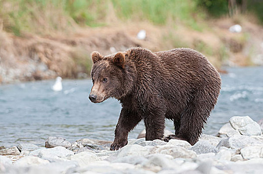 棕熊,幼小,卡特麦国家公园,阿拉斯加,美国,北美