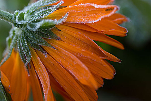 冰冻,花瓣,橙色,万寿菊,深色背景