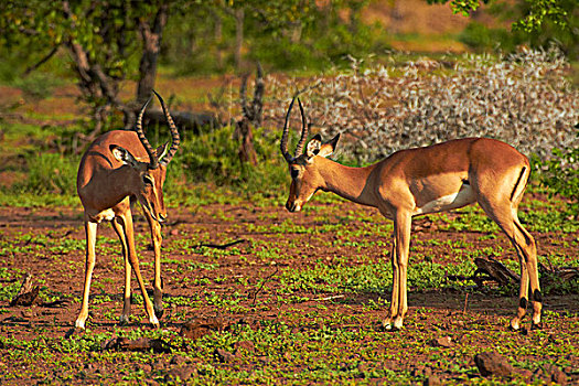 雄性,黑斑羚,争斗,克鲁格国家公园,南非