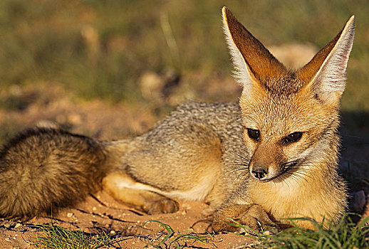 角狐,狐属,休息,迟,晚间,洞穴,卡拉哈里沙漠,卡拉哈迪大羚羊国家公园,南非,非洲