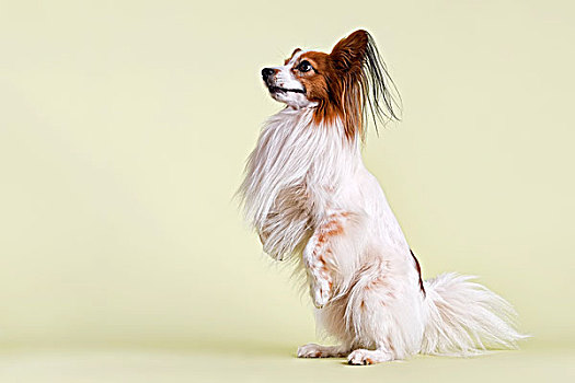 蝴蝶犬,狗,7岁,白色,坐,后腿