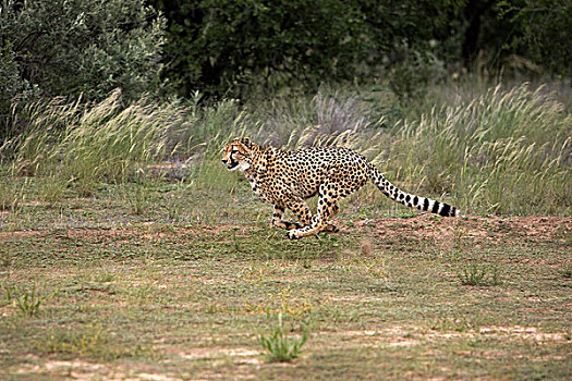 印度豹,猎豹,成年,跑,纳米比亚