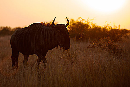 蓝角马,剪影,日落,克鲁格国家公园,南非,非洲