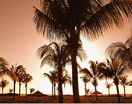 棕榈树,黄昏