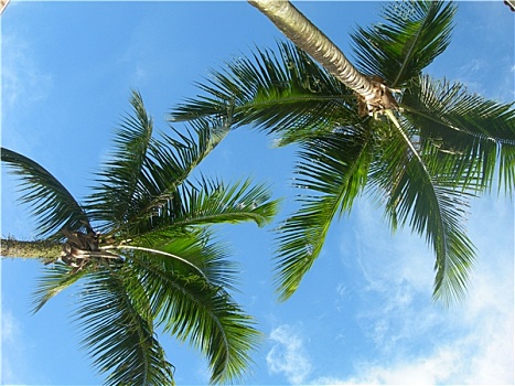 两个,棕榈树,天空