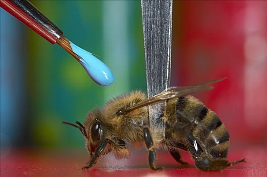 蜜蜂,意大利蜂,镊子,刷,动作,巴伐利亚,德国