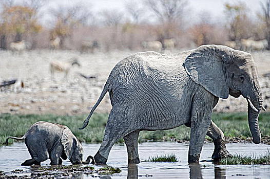 成年,幼小,非洲象,喝,嘴,埃托沙国家公园,纳米比亚,非洲