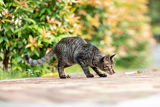 后院花园里玩耍的可爱猫眯