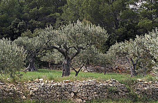 橄榄树,欧橄榄,种植,南,东方,法国