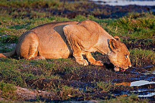 雌狮,狮子,乔贝国家公园,博茨瓦纳,非洲